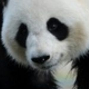 Meet your Posher, Galexy